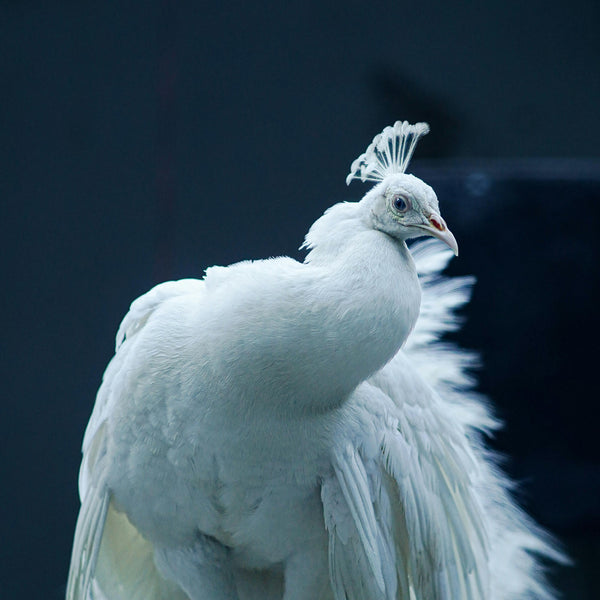 Special Yazidi Edition